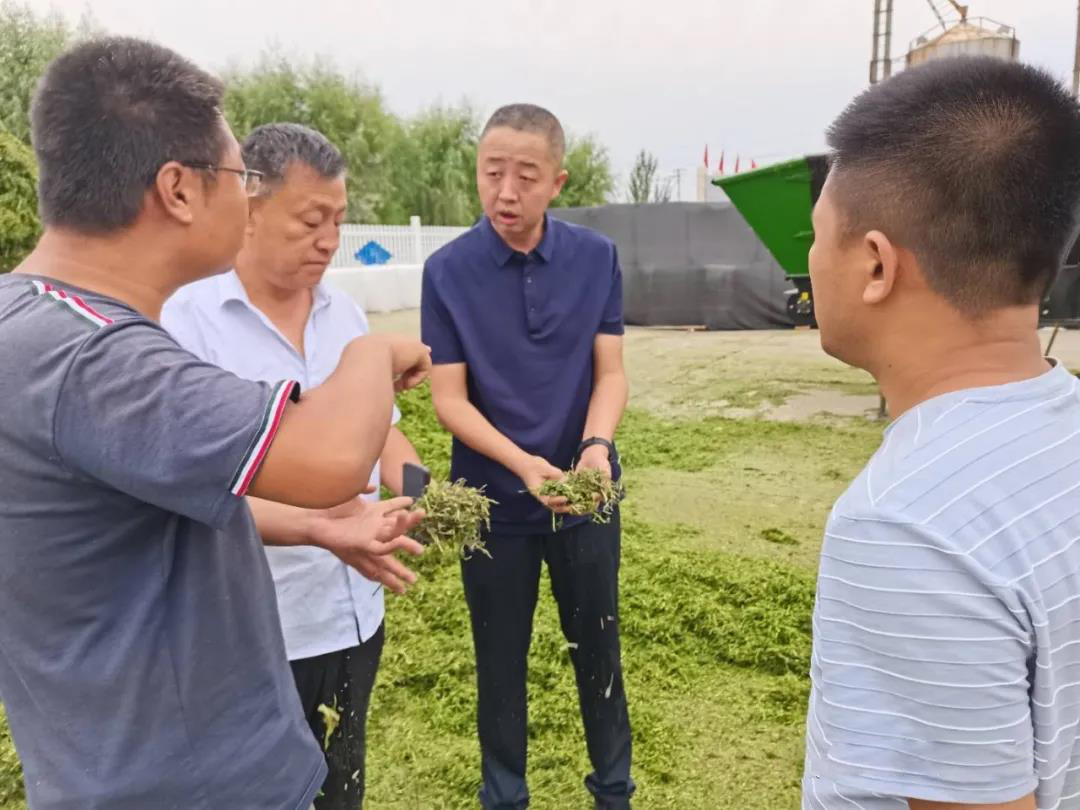 山西省山阴农牧场组织开展第三茬苜蓿收割工作